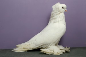 Pigeon