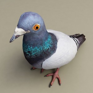 Pigeon