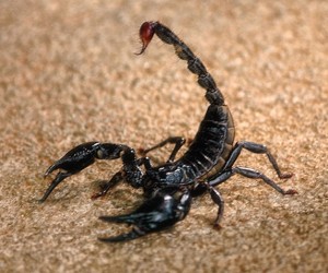 Scorpion