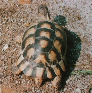 Tortue grecque