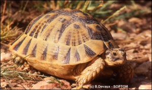 Tortue grecque
