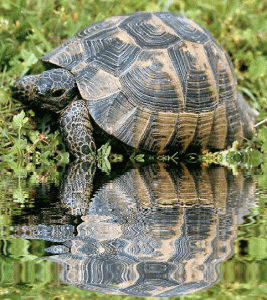 Tortue grecque
