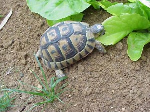 Tortue grecque