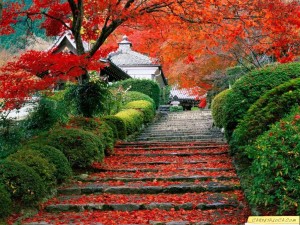 photo paysage jardin japonais