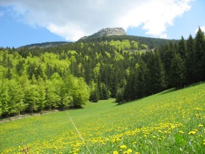 photo paysage nature