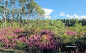 photos paysages landais