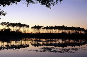 photos paysages landais